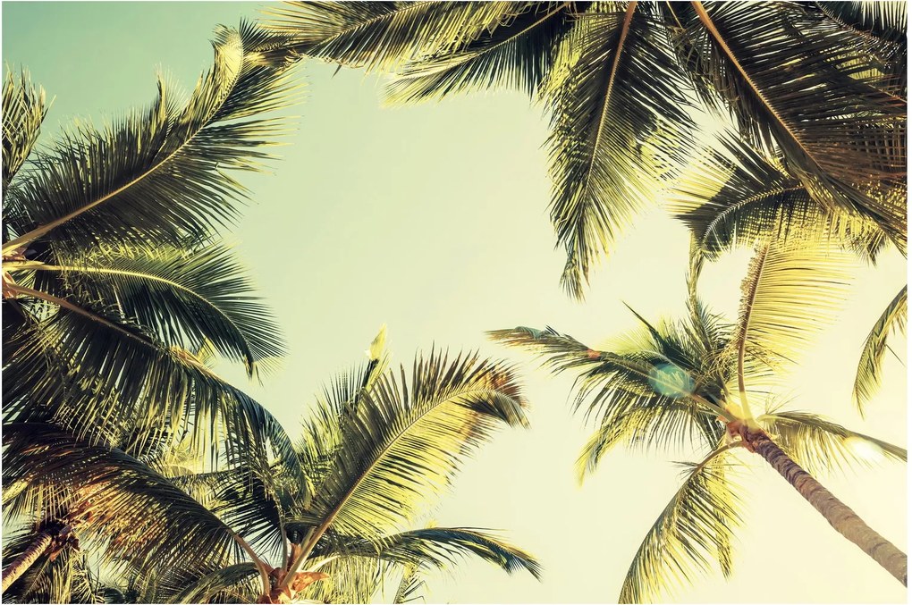 Tablou - Palmieri de cocos (90x60 cm)