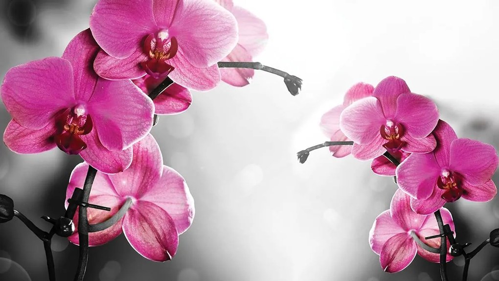 Fototapet - Orhidee (254x184 cm), în 8 de alte dimensiuni noi