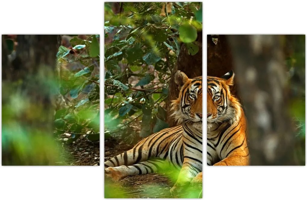 Tablou - Tigru odihnindu -se (90x60 cm)