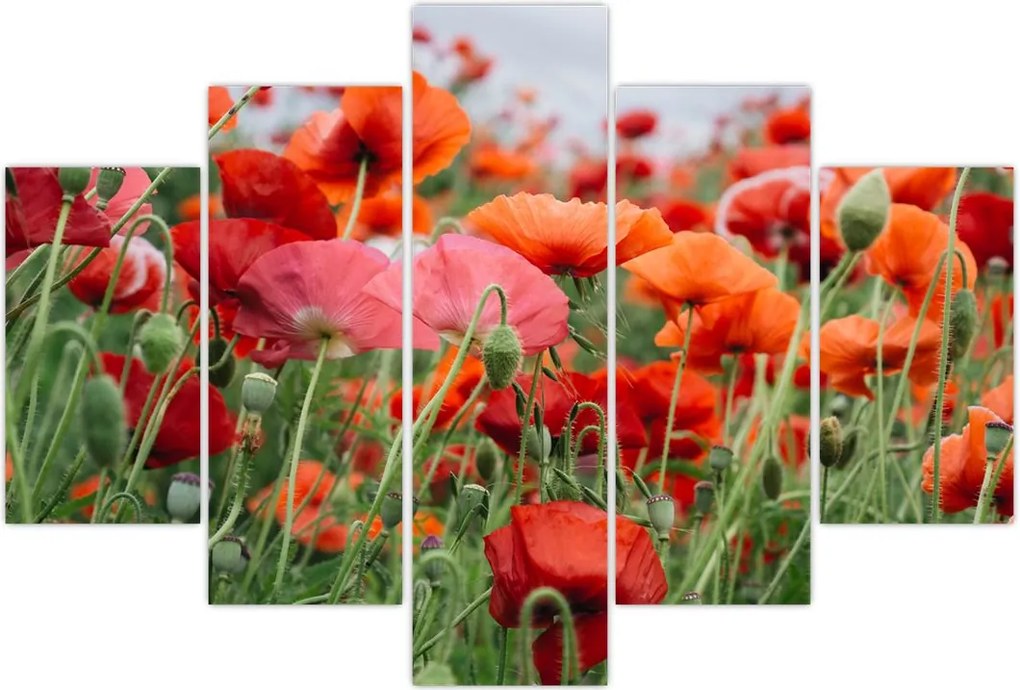 Tablou din câmp cu maci (150x105 cm)