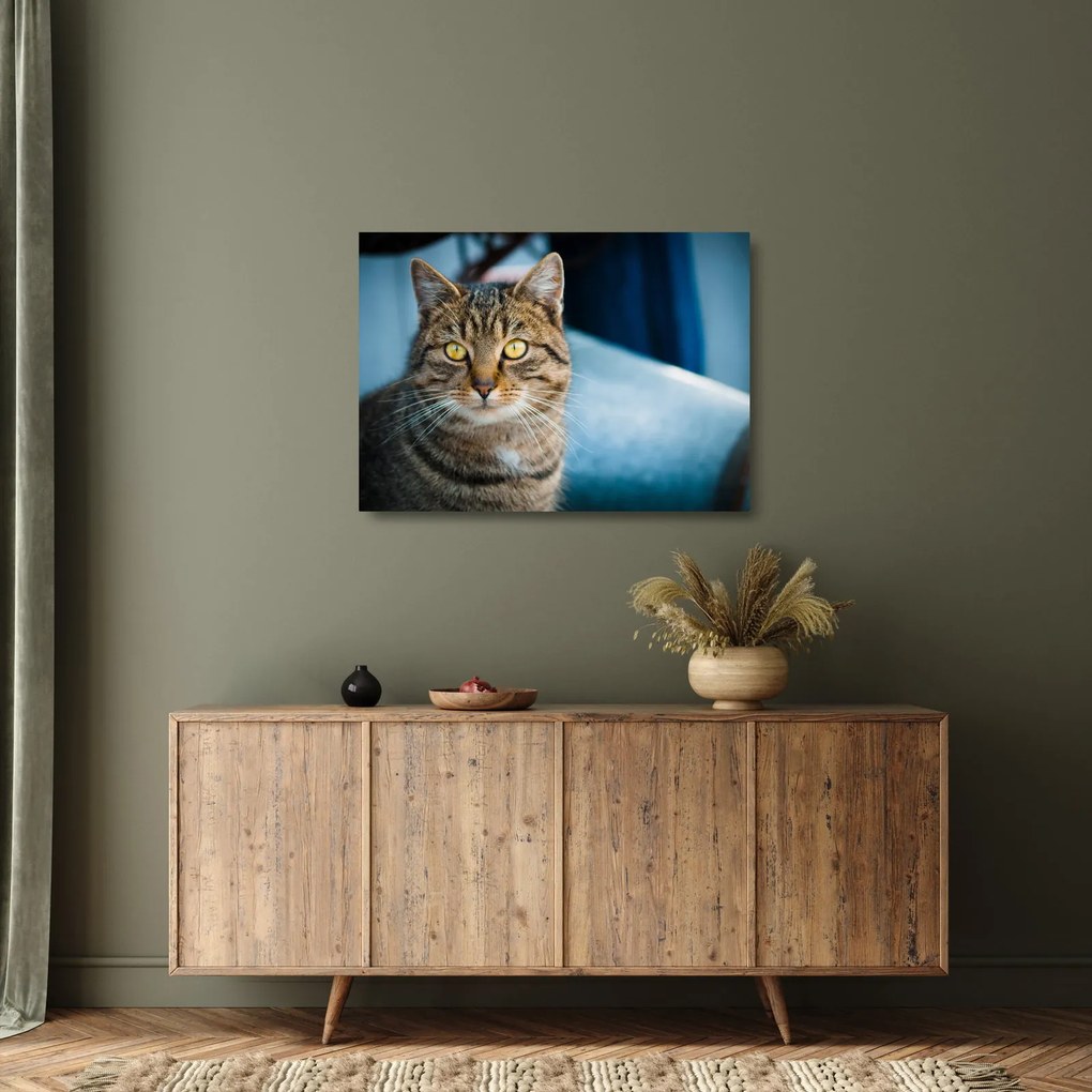 Tablou pe sticlă - Pisica domestică (70x50 cm)