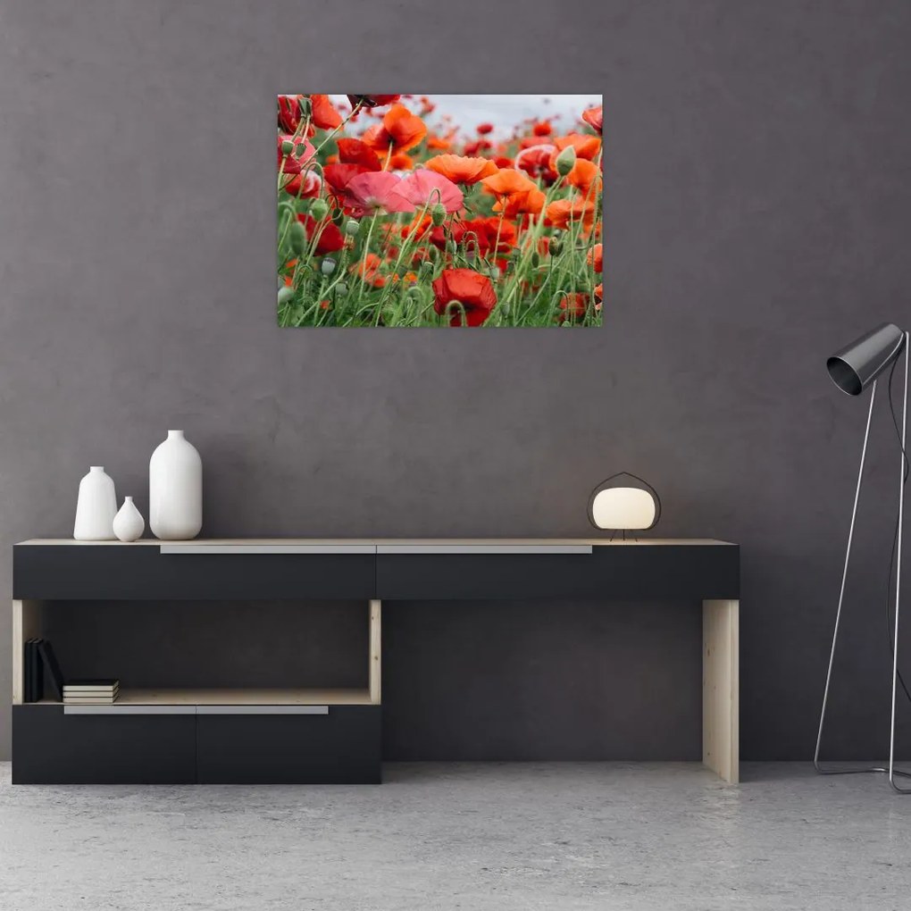 Tablou din câmp cu maci (70x50 cm)