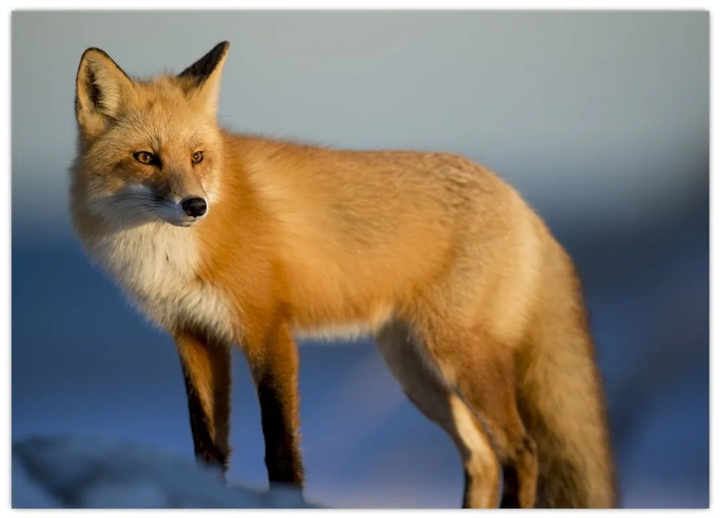 Tablou -Vulpea pe zăpadă (70x50 cm)