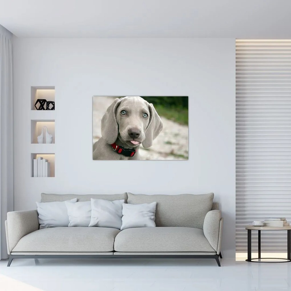 Tablou - cățeluș weimaraner (90x60 cm)