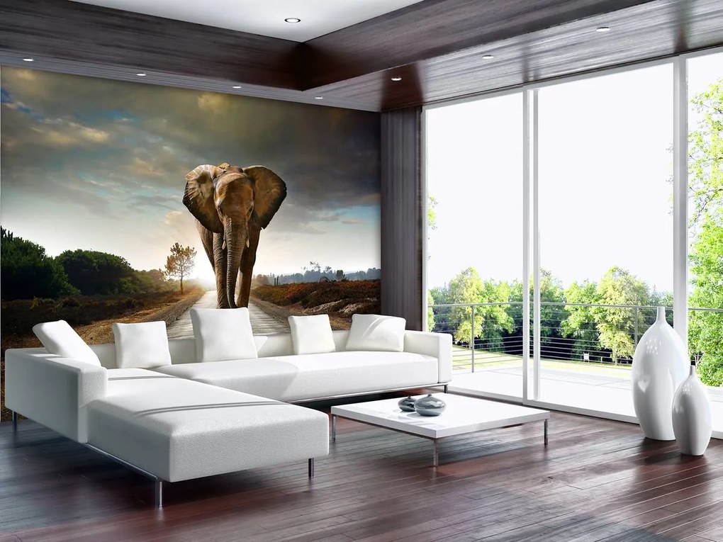 Fototapet - Elefant (254x184 cm)