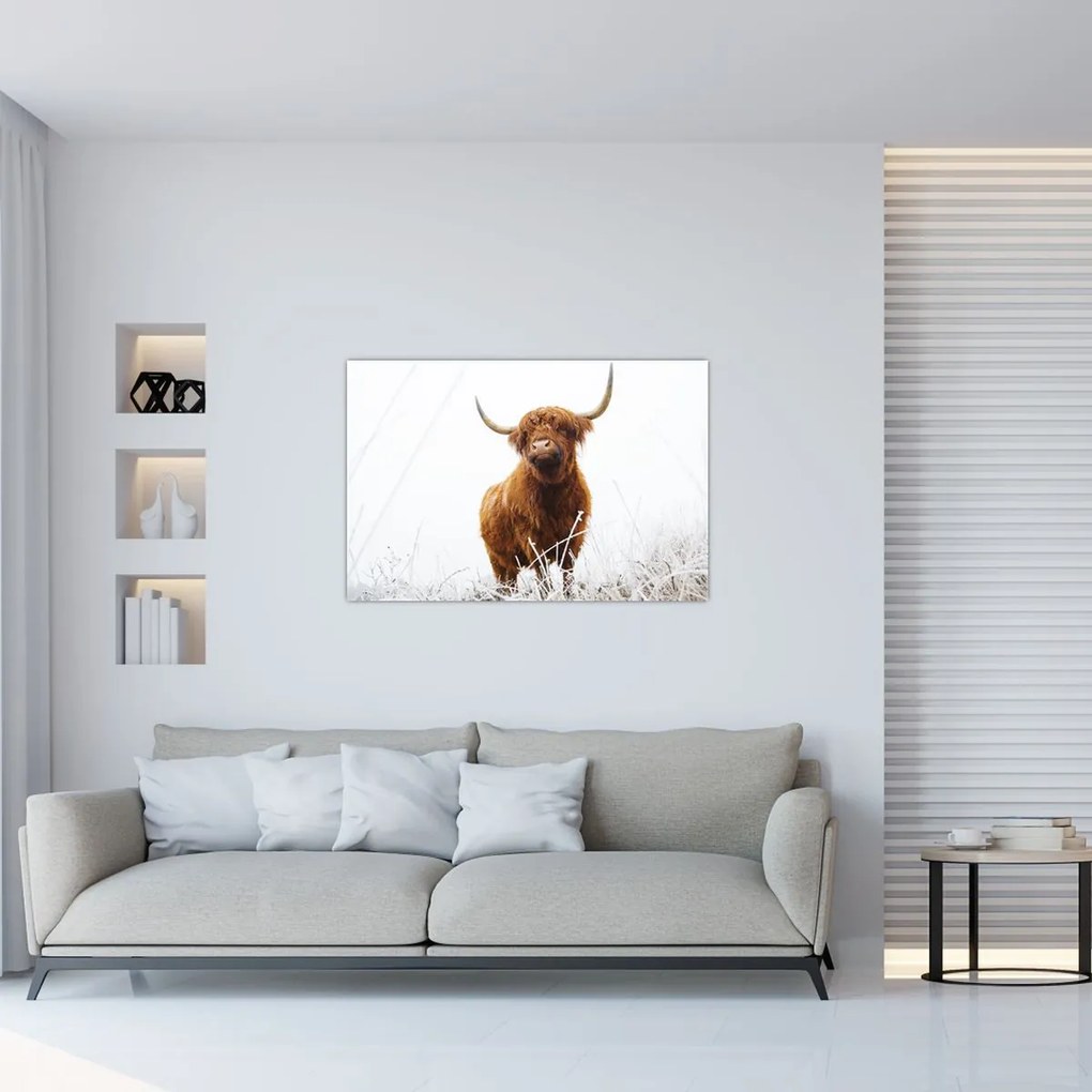 Tablou - Vacă scoțiană (90x60 cm)