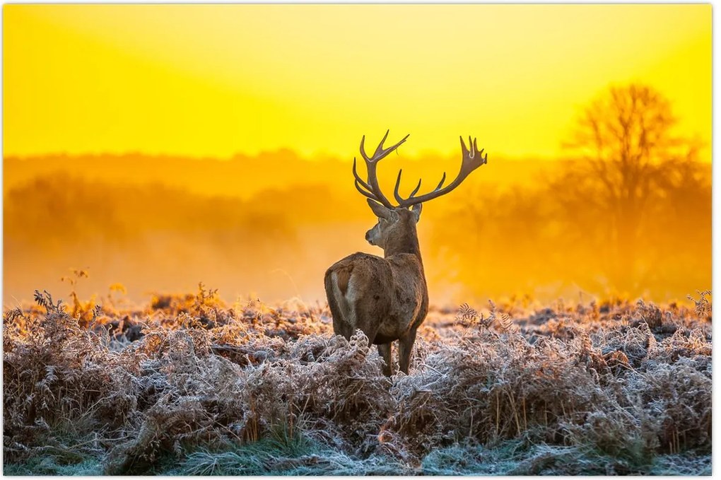 Tablou - Cerb la răsăritul soarelui (90x60 cm)