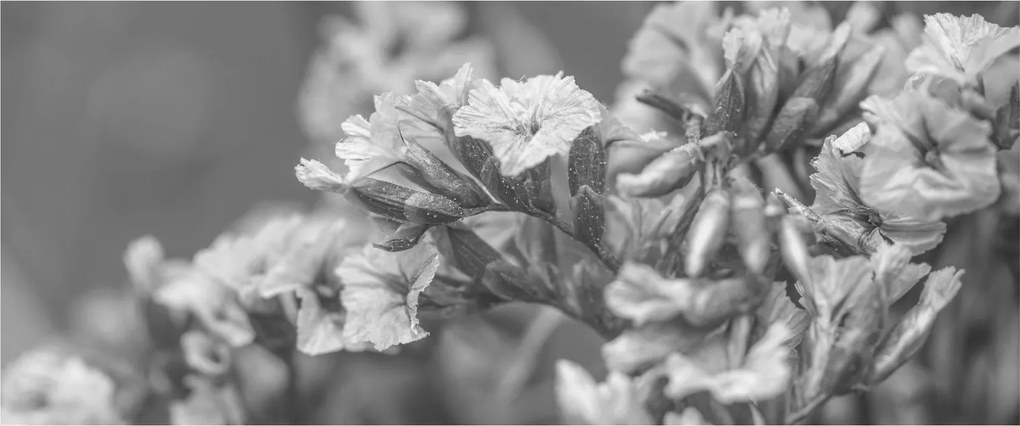 Tablou - Flori uscate (120x50 cm)