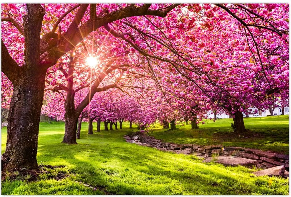 Tablou - Cireși înfloriți, Hurd Park, Dover, New Jersey (90x60 cm)