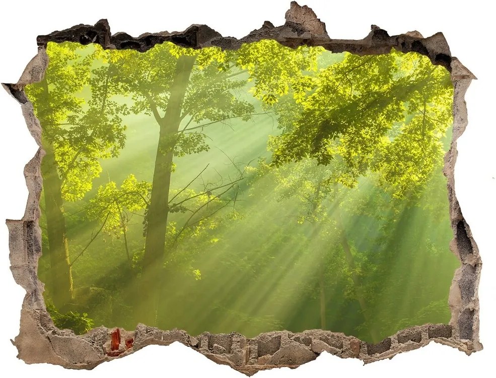 naklejka fototapeta 3D widok Pădurea în soare