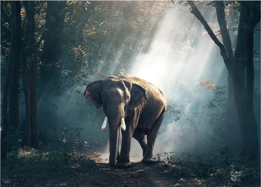 Tablou cu elefant în djunglă (70x50 cm)