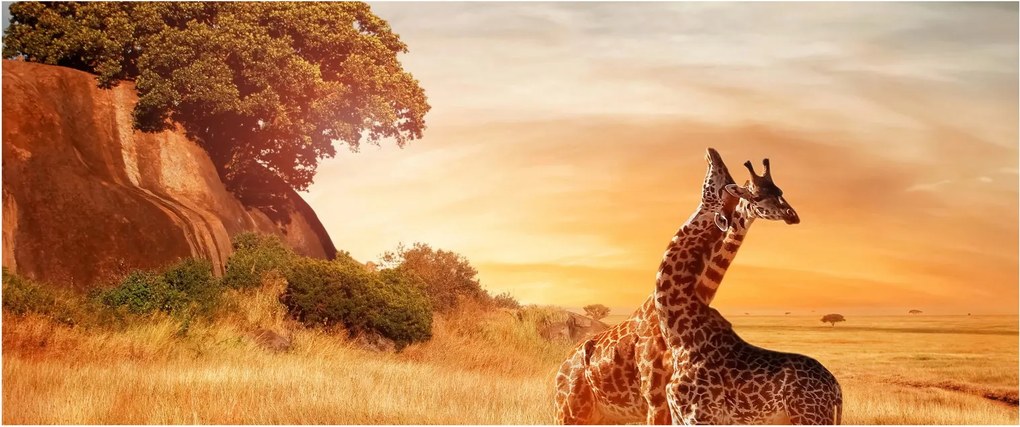 Tablou Girafe în Africa (120x50 cm)