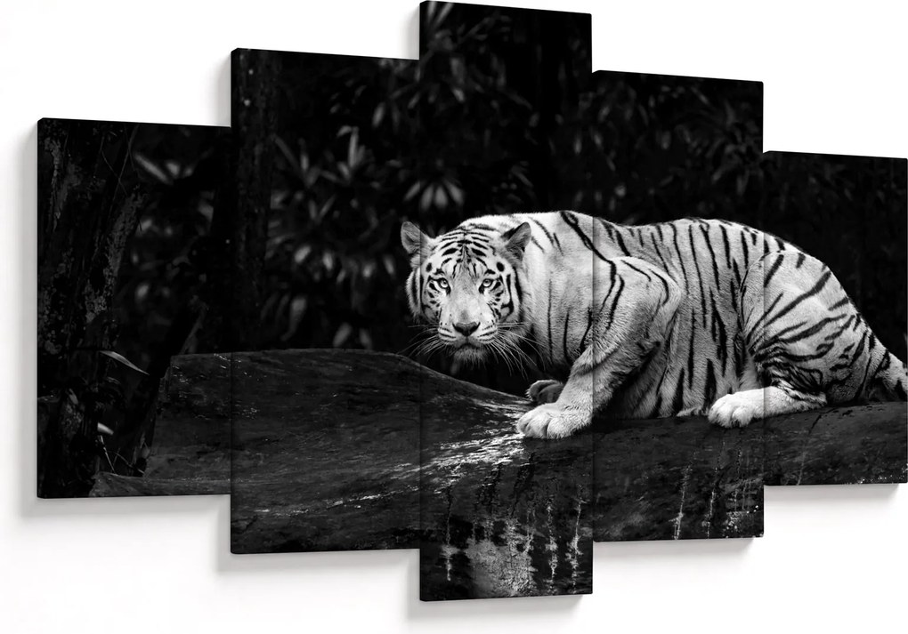 Tablou - Tigru alb, alb-negru (150x105 cm)