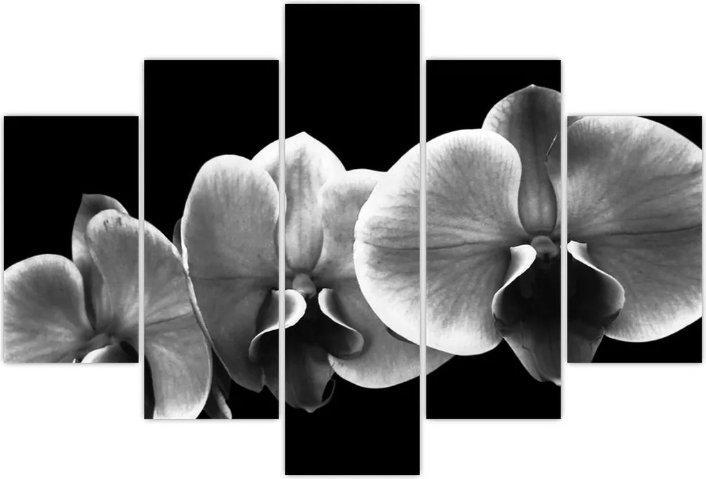 Tablou floare de orhidee (150x105 cm)