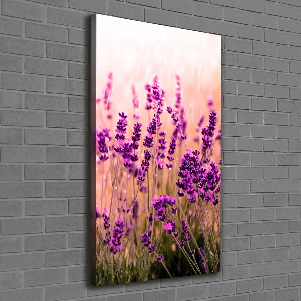 Print pe canvas Câmp de lavandă