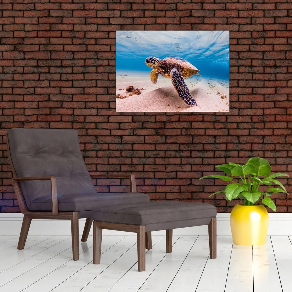 Tablou - Broasca țesstoasă (70x50 cm)