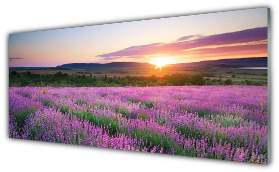 Tablouri acrilice Soare Meadow Flori Natura Galben Roz Verde