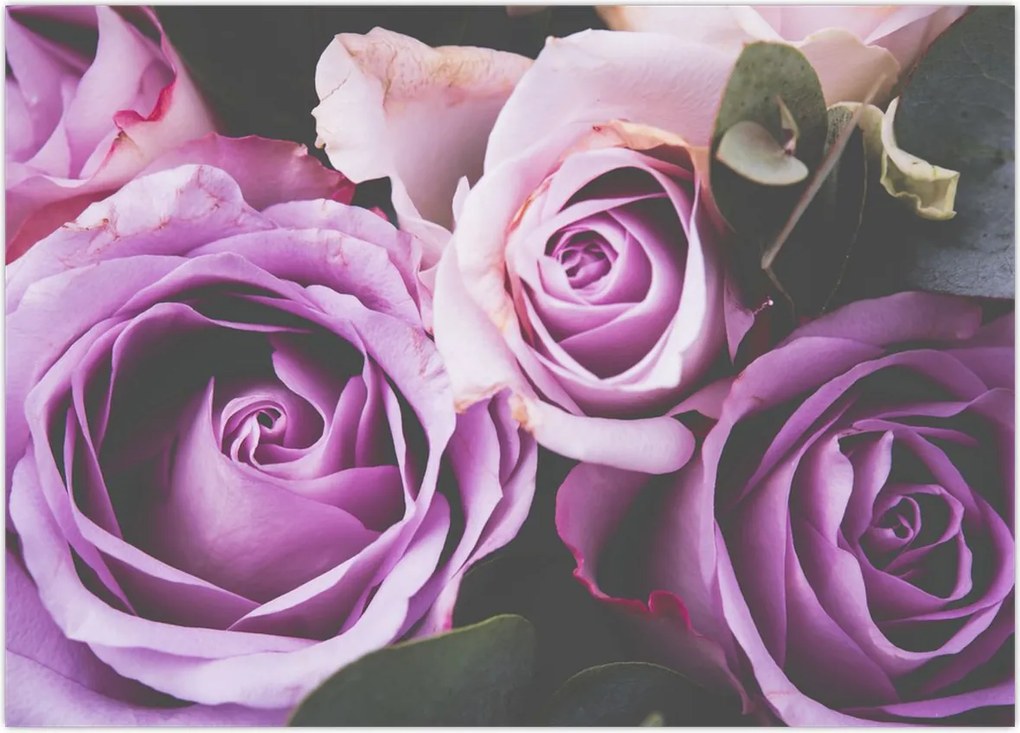 Tablou - Trandafiri (70x50 cm)