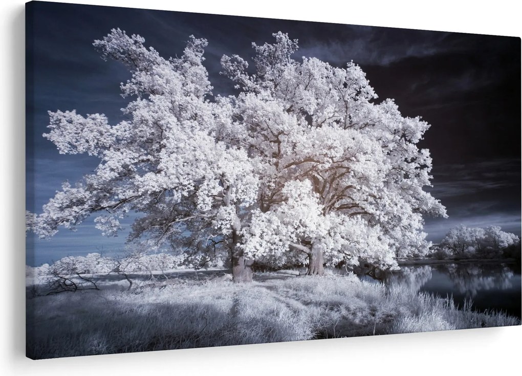 Tablou - Albă ca Zăpada Copac (90x60 cm)
