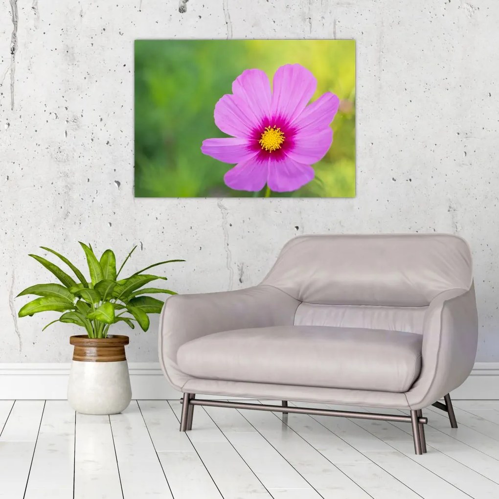 Tablou - floare de câmp (70x50 cm)
