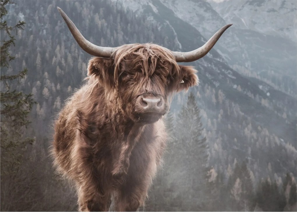 Tablou pe sticlă - Vaca Highlander (70x50 cm)