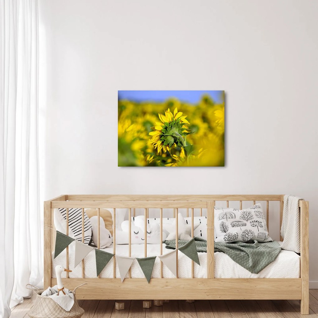 Tablou cu floarea soarelui (70x50 cm)