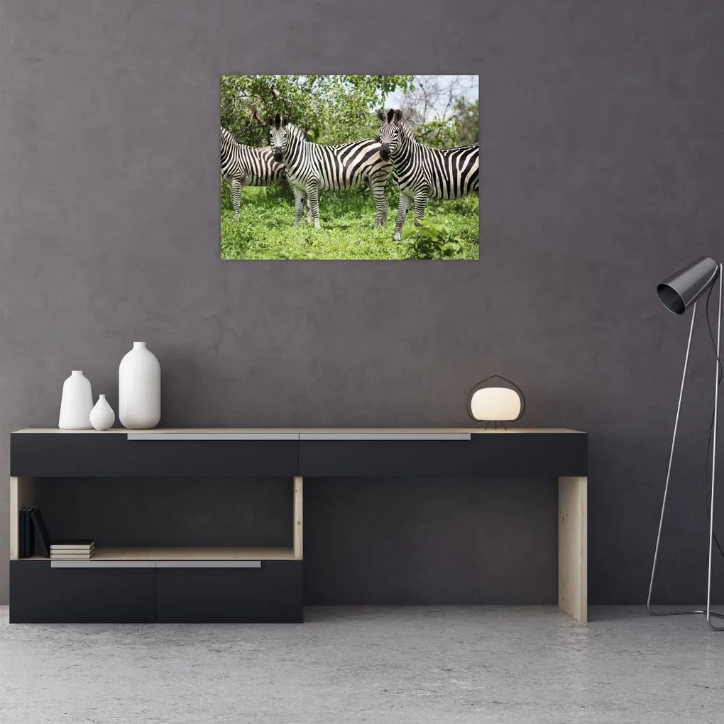 Tablou cu zebre (70x50 cm)
