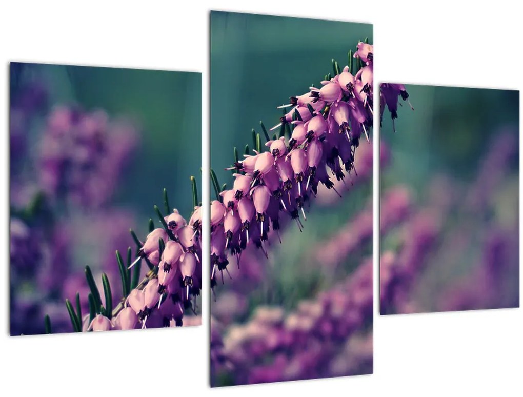 Tablou cu lavanda (90x60 cm)