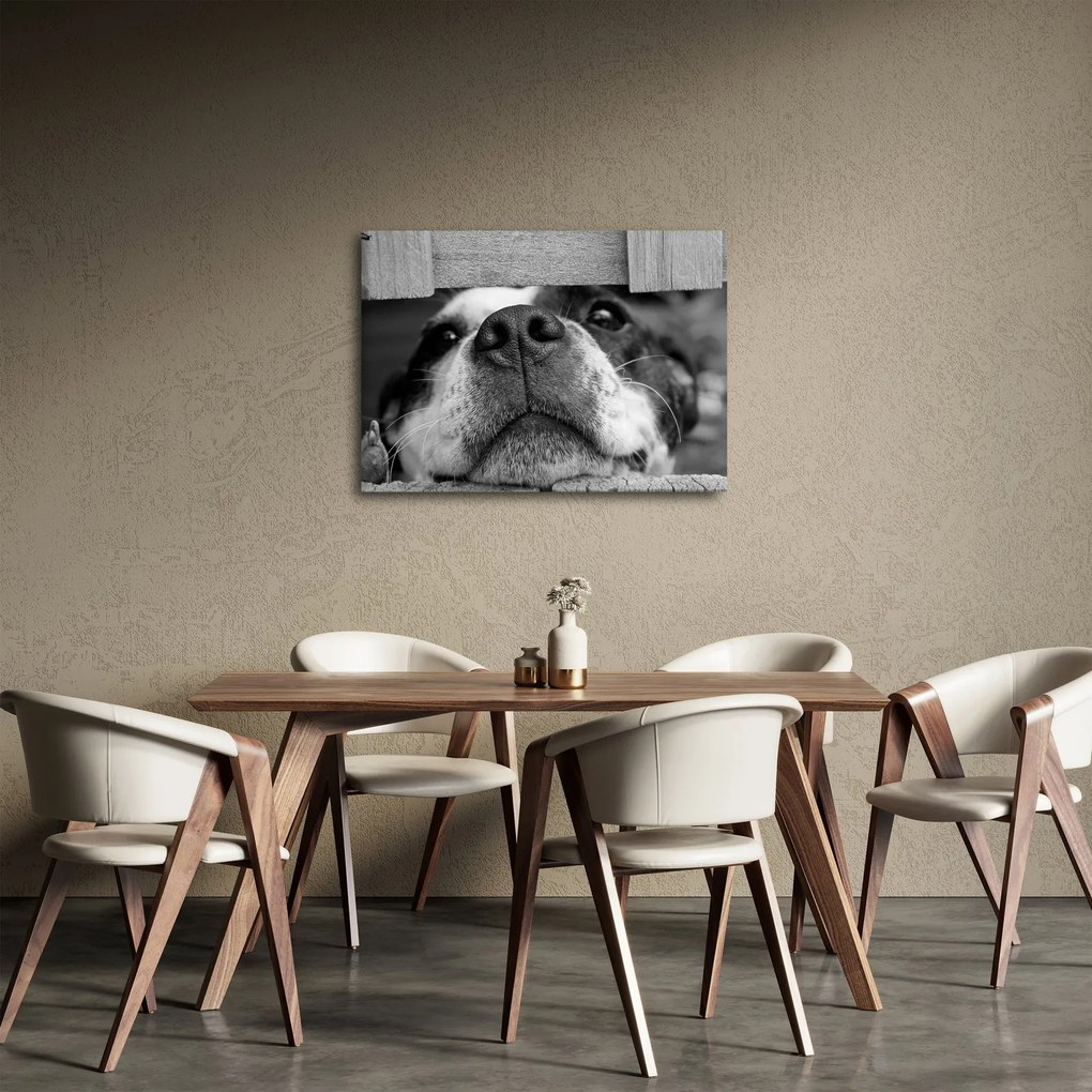 Tablou cu câine (70x50 cm)