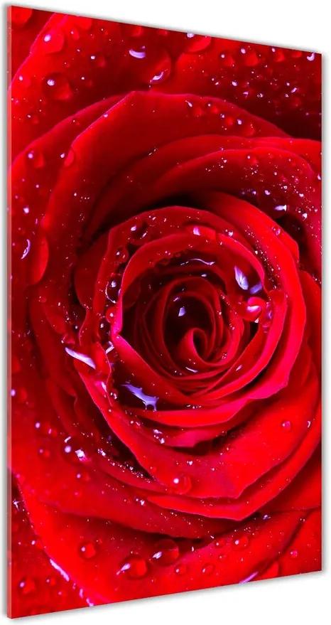 Pictura pe sticlă acrilică Trandafir roșu