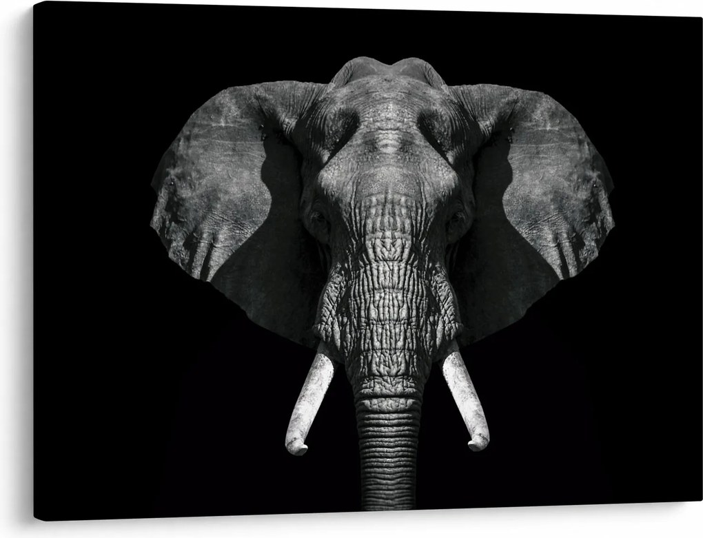 Tablou - Elefant pe fundal negru (70x50 cm)