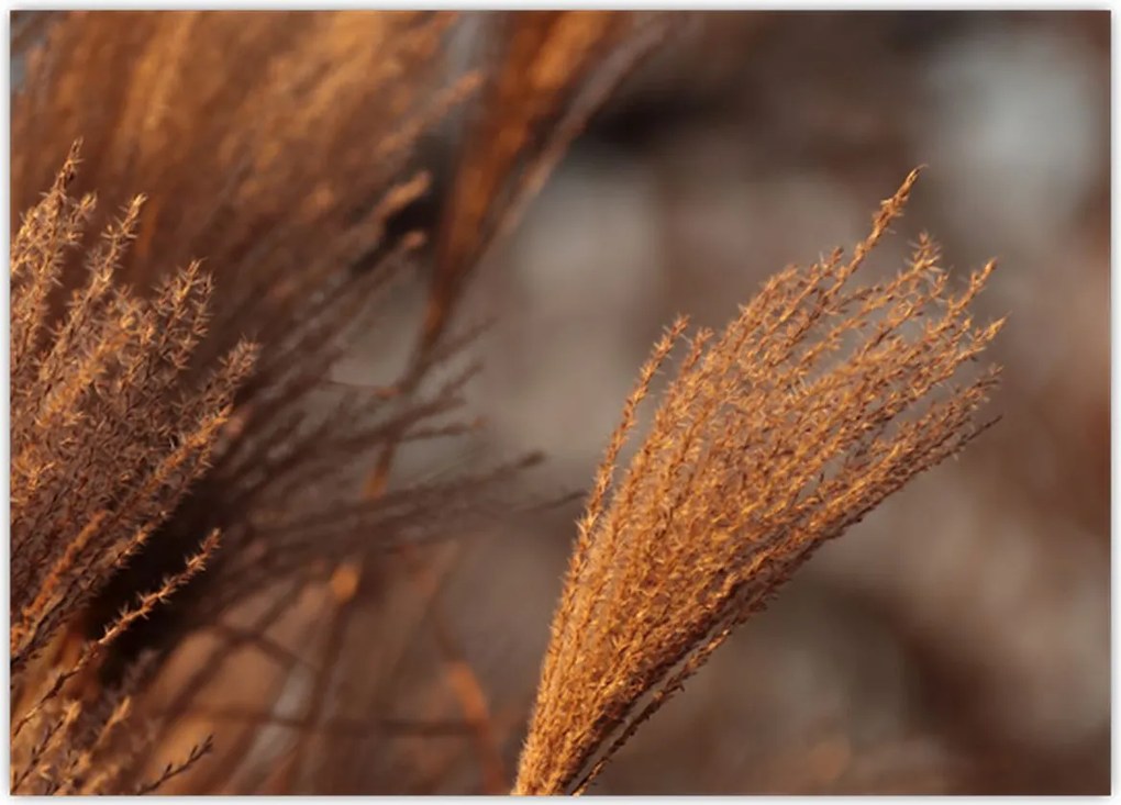 Tablou - Cortaderie (70x50 cm)