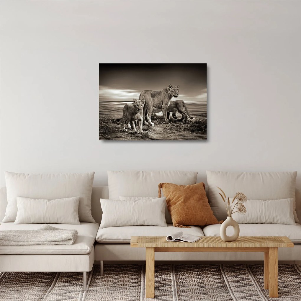Tablou pe sticlă cu leii alb negri (70x50 cm)