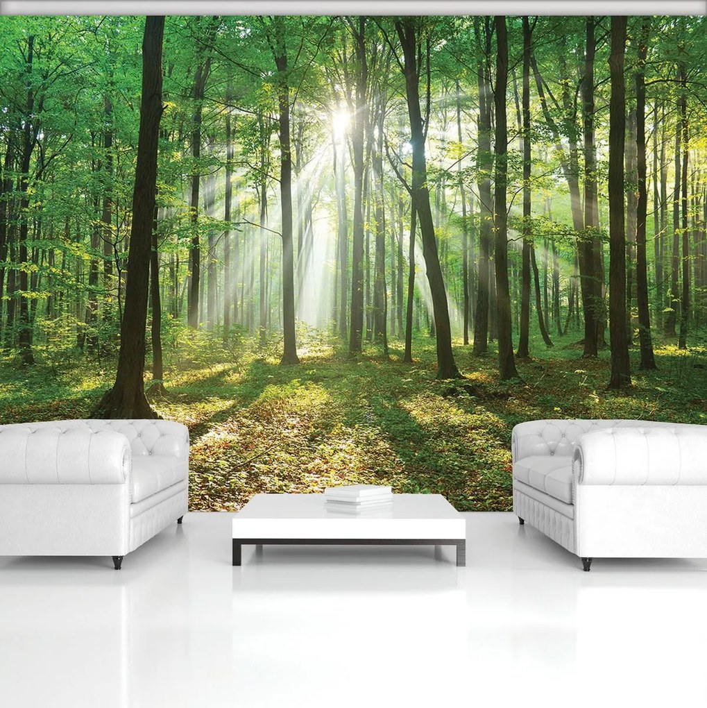 Fototapet - Pădurea în lumina zilei (152,5x104 cm)