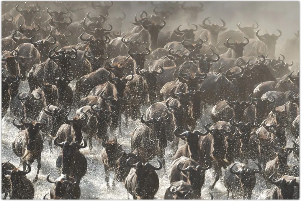 Tablou - Turmă de antilope sălbatice (90x60 cm)