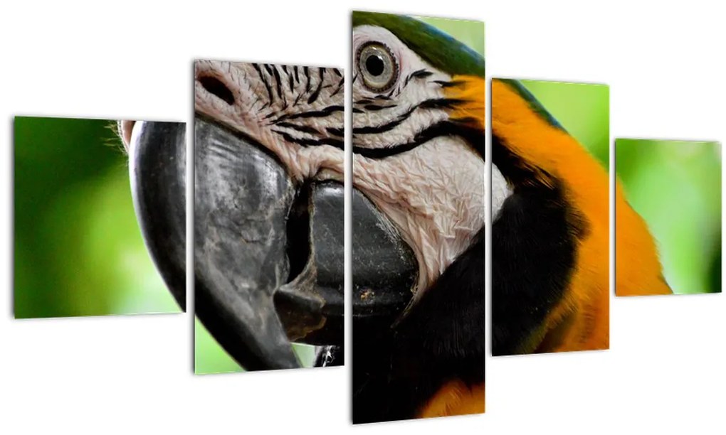Tablou  cu papagal (125x70 cm), în 40 de alte dimensiuni noi