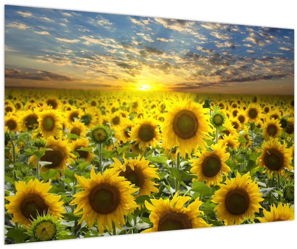 Tablou - Floarea-soarelui la apus de soare (90x60 cm)