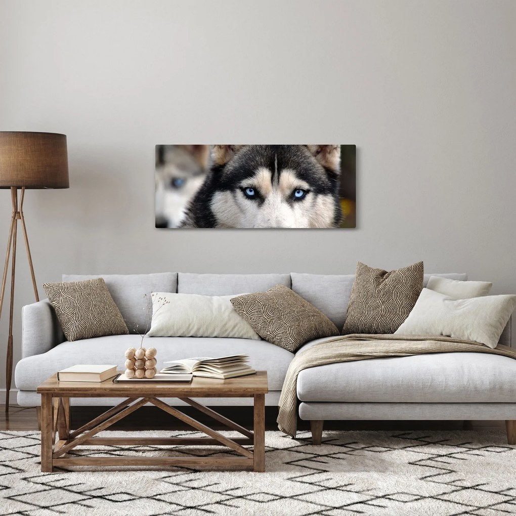 Tablou cu câinele husky (120x50 cm)