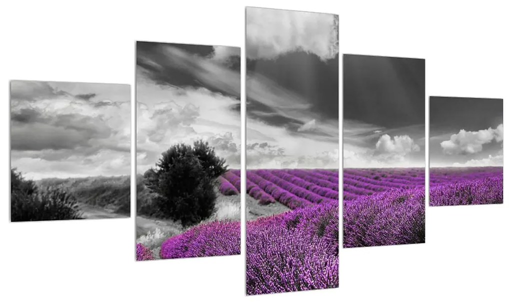 Tablou cu câp de lavanda (125x70 cm), în 40 de alte dimensiuni noi