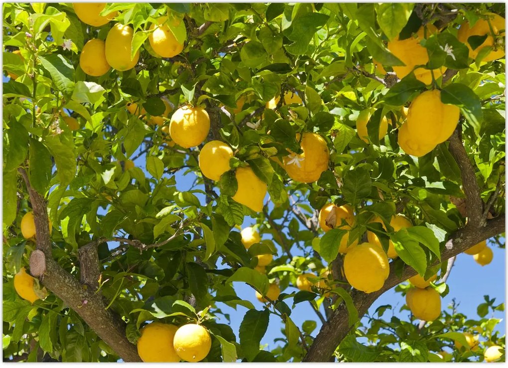 Tablou - Lămâiță (70x50 cm)