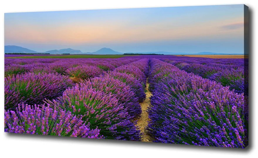 Print pe canvas Câmp de lavandă