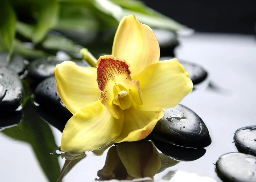 Fototapete, O floare pe pietre negre Art.01250