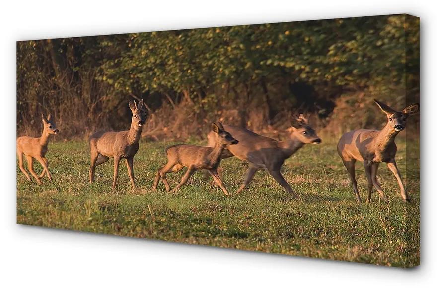 Tablouri canvas Deer Golf răsărit de soare