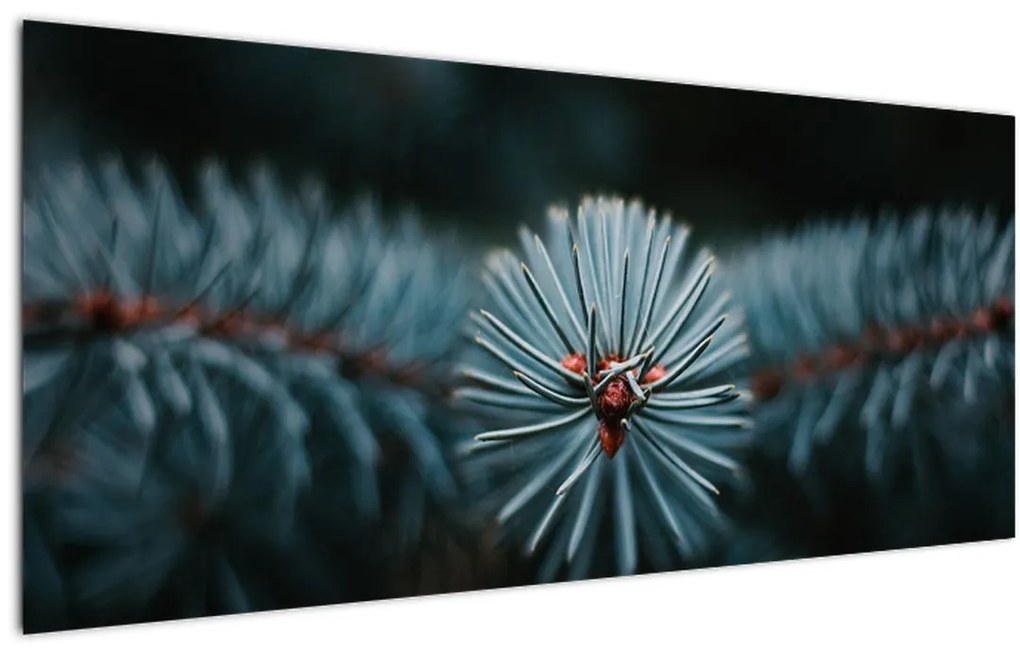 Tablou -Crenguțe ale unui conifer (120x50 cm)