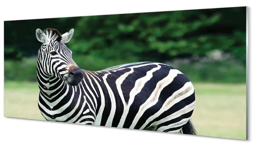 Panouri de sticlă caseta Zebra
