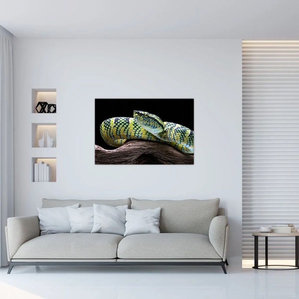 Tablou - Șarpele cu clopoței al lui Wagler (90x60 cm)