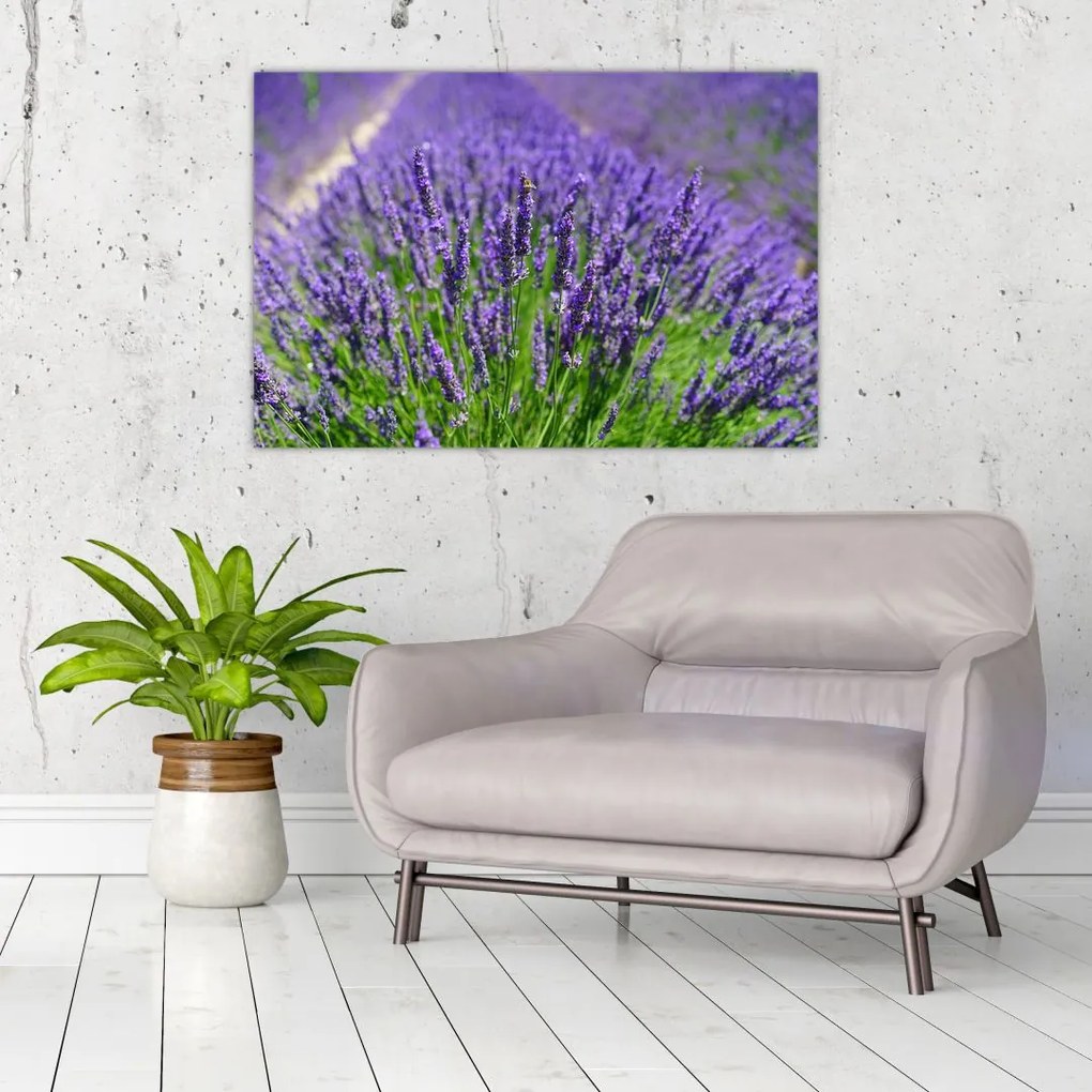 Tablou - lavanda (90x60 cm)