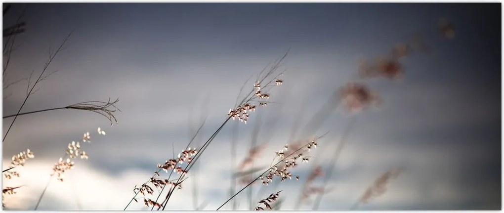Tablou -Flori de luncă (120x50 cm)