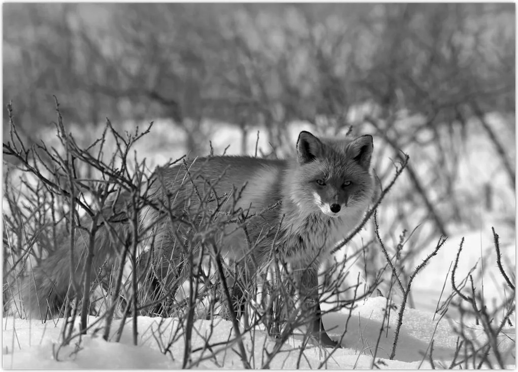 Tablou pe sticlă - Vulpe în timpul iernii (70x50 cm)