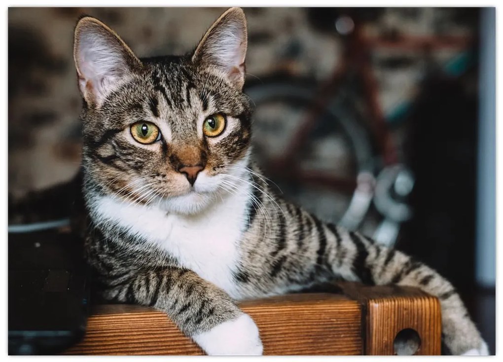 Tablou cu pisica (70x50 cm)